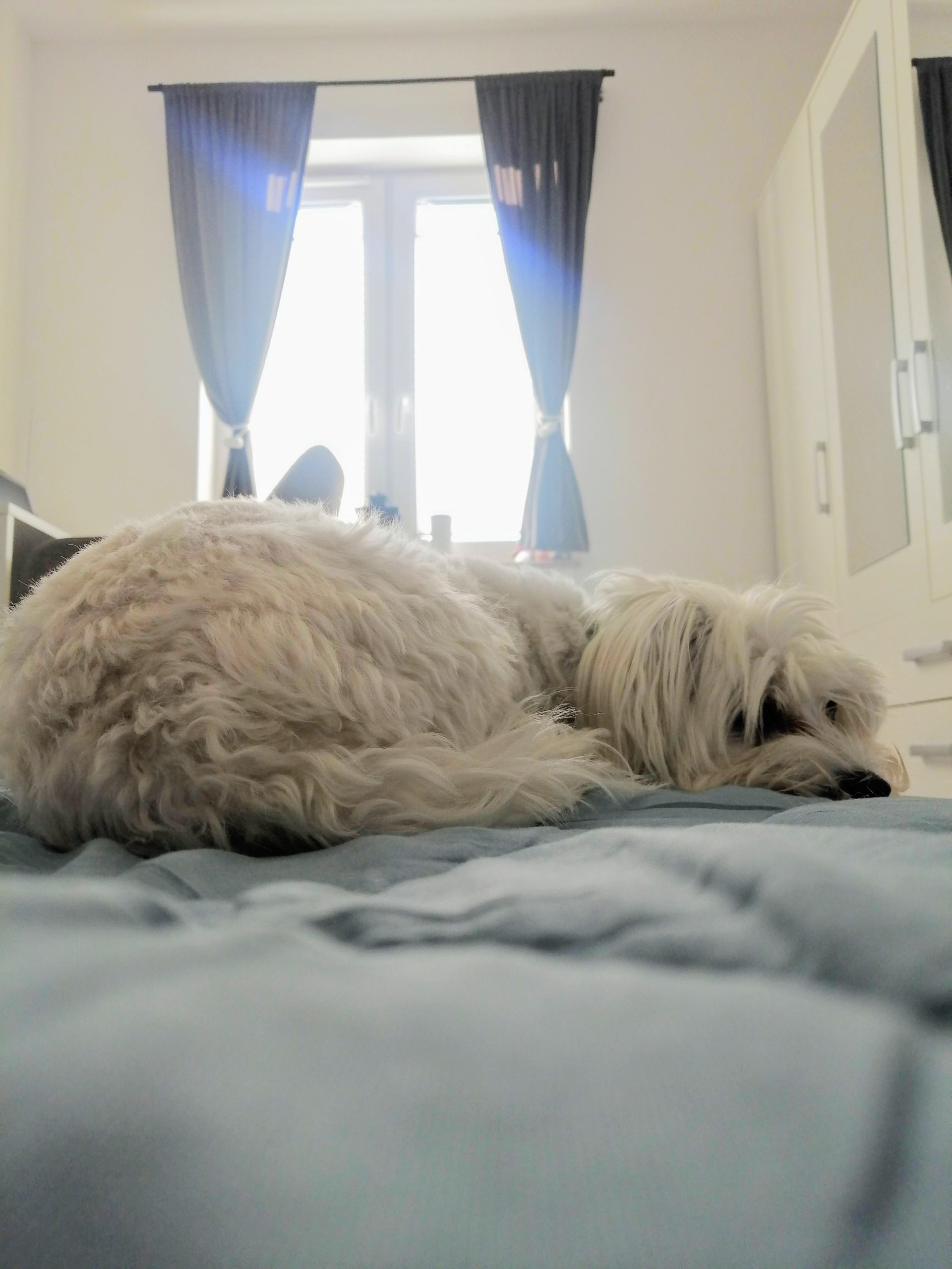 Jak zabezpieczyć meble przed zwierzętami? ?? 6