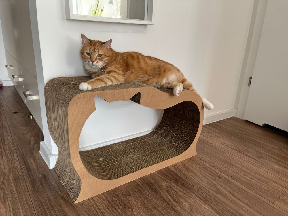 Jak zabezpieczyć meble przed zwierzętami? ?? 5