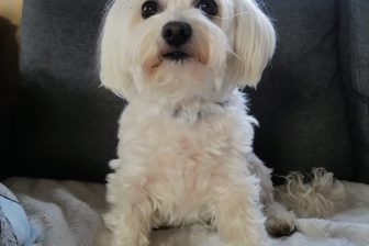 Jak zabezpieczyć meble przed zwierzętami? ?? 6