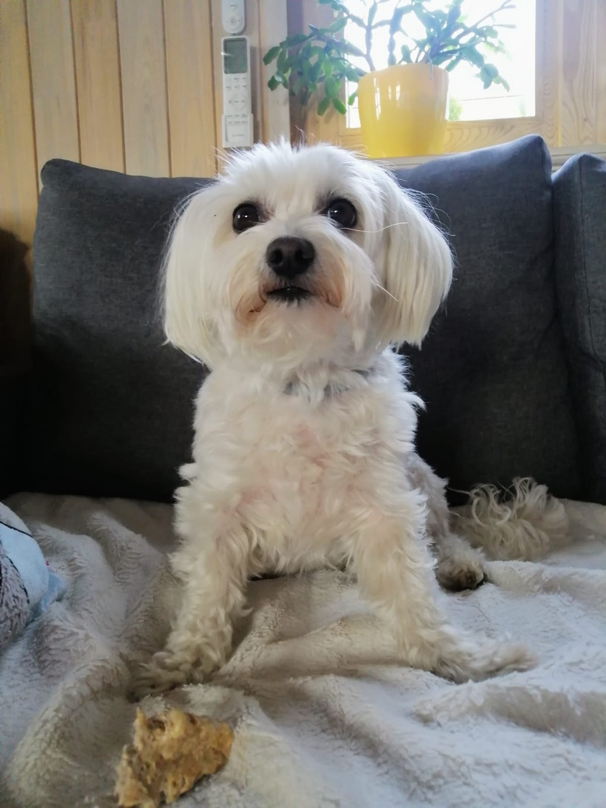 Jak zabezpieczyć meble przed zwierzętami? ?? 1