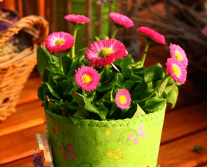 Rośliny w mieszkaniu