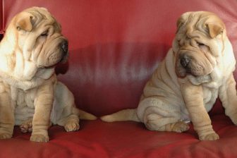 Meble eko-skóra czy warto? 5 porad, za które będziesz nam wdzięczny. 4