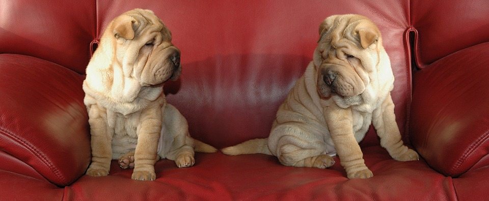 Meble eko-skóra czy warto? 5 porad, za które będziesz nam wdzięczny. 1