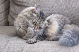 5 sposobów jak oduczyć kota drapania mebli? ? 4