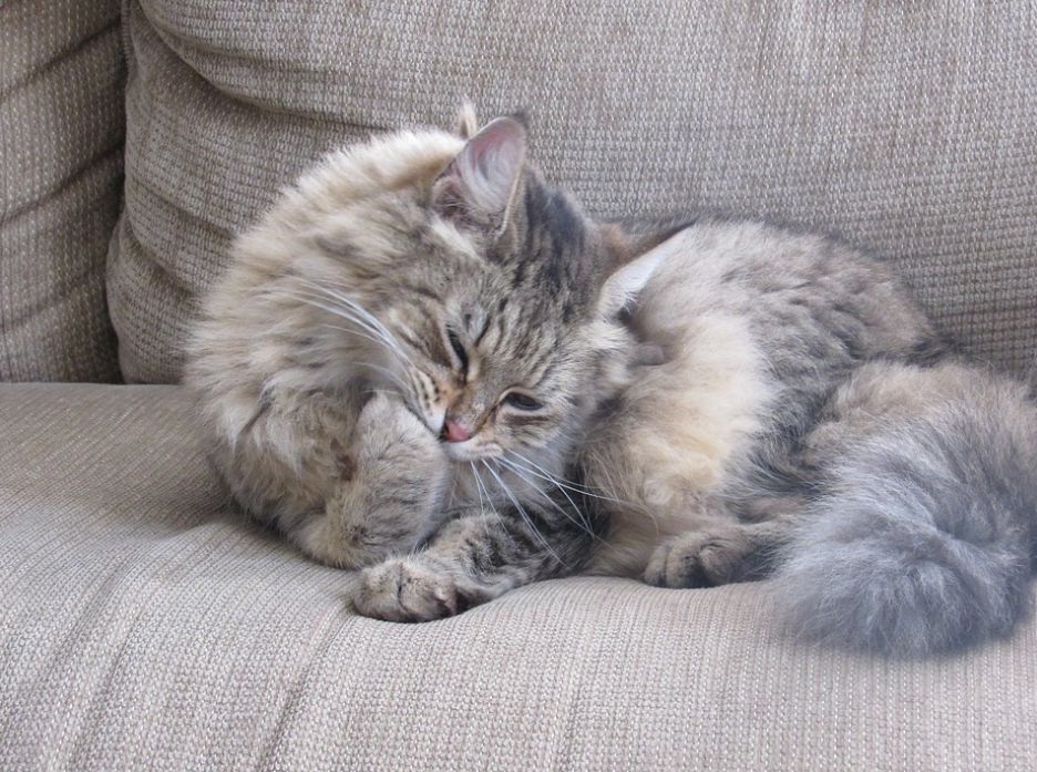 5 sposobów jak oduczyć kota drapania mebli? ? 1